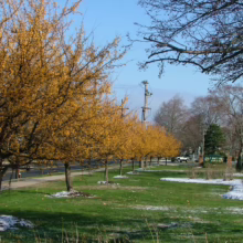 Malus 'Arrow Gold' (Crabapple) avenue.