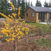 Malus 'Arrow Gold' (Crabapple) small plant.
