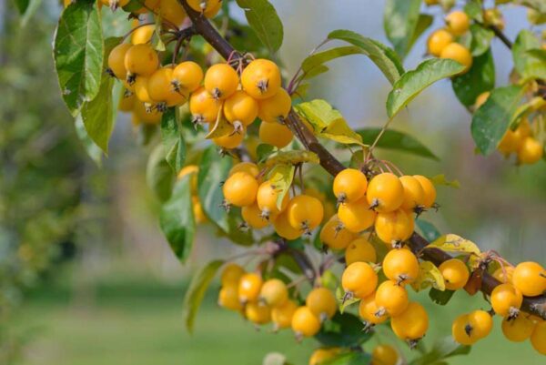 <i>Malus</i> 'Arrow Gold'