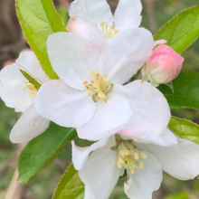 Close-up of delicate white apple blossoms with pink accents and yellow centers, surrounded by vibrant green leaves and a pink bud, capturing the essence of spring bloom.