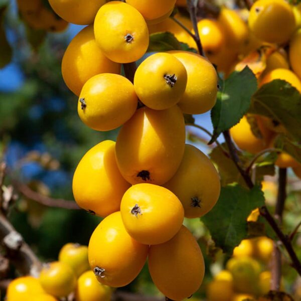 <i>Malus</i> 'Autumn Gold'