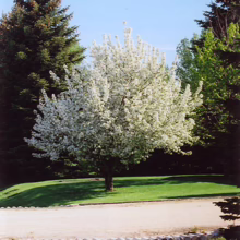 Malus baccata 'Jackii' (Siberian Crabapple) form.