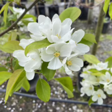 Malus baccata 'Jackii' (Siberian Crabapple) flowers.