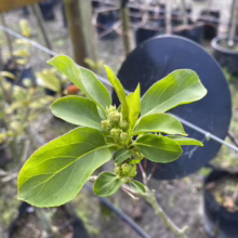 Malus baccata 'Jackii' (Siberian Crabapple) foliage.