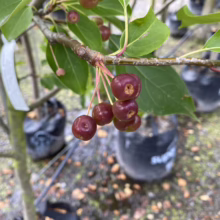 Malus baccata 'Jackii' (Siberian Crabapple) fruit.