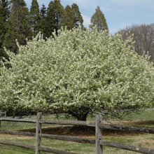 Malus baccata 'Jackii' (Siberian Crabapple)