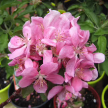 Malus 'Ballerina Maypole' (Crabapple) flower.