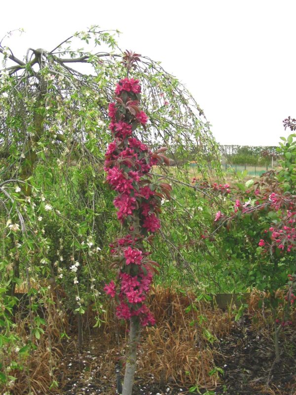 <i>Malus</i> 'Ballerina Maypole'