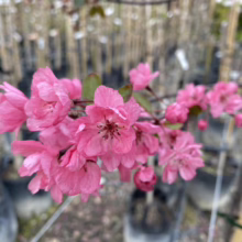 Close-up of a branch laden with vibrant pink crabapple blossoms, set against a backdrop of potted trees in a nursery. The delicate petals and rich color create a beautiful spring scene.