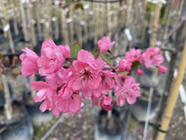 <i>Malus</i> 'Barbara Ann' - Image 2