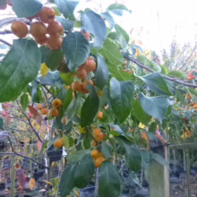 Crabapple tree laden with golden-orange fruit amidst lush green leaves. A row of similar trees stretches into the background of the outdoor nursery.
