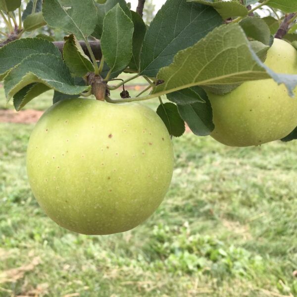 <i>Malus domestica</i> 'Freyberg'