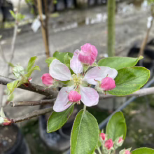 Apple tree blossom close-up: Delicate white and pink petals surround yellow stamens, with pink buds and green leaves on a brown branch. A garden center background is blurred.