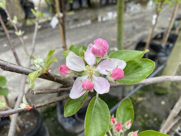 <i>Malus domestica</i> 'Galaxy' - Image 3