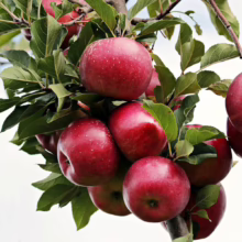 Ripe, red apples hang heavy on a tree branch amidst vibrant green leaves. Close-up showing the bounty of a healthy apple harvest, ready for picking.