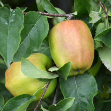 Two ripening apples hang on a branch amidst lush green leaves, showing a transition from green to reddish-orange hues as they mature on the tree.