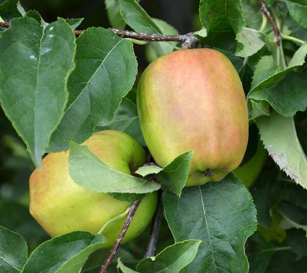 <i>Malus domestica</i> 'Liberty/Sir Prize' - Image 2