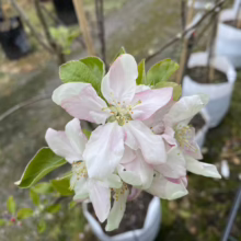Close-up of apple blossoms, white petals tinged with pink, clustered on a small tree in a pot. Green leaves and other potted trees are visible in the background.