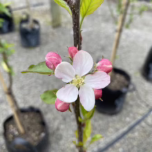Close-up of a delicate apple blossom, its white petals tinged with pink, surrounded by tightly closed pink buds on a young tree. Potted saplings are visible in the background.