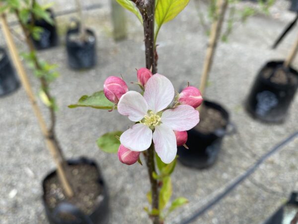 <i>Malus domestica</i> 'Pacific Rose' - Image 3