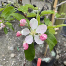 Close-up of an apple tree blossom, featuring delicate white petals with a blush of pink, surrounded by vibrant green leaves and unopened pink flower buds. The tree is young and potted.
