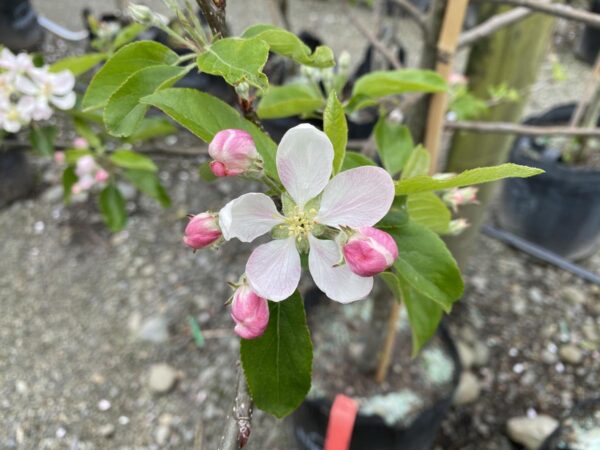 <i>Malus domestica</i> 'Royal Gala' - Image 3