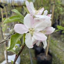 Close-up of delicate apple blossoms, white with a blush of pink, clustered on a branch with green leaves. The blossoms are in full bloom, showcasing their yellow stamens in a garden setting.