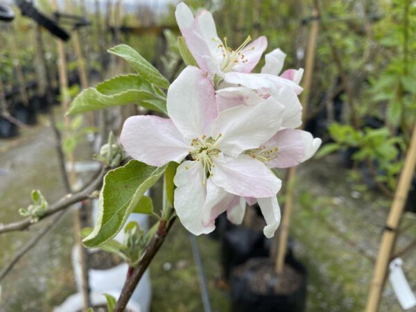 <i>Malus domestica</i> 'Royal Gala/Granny Smith' - Image 3