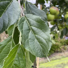 Close-up of vibrant green apple tree leaves with serrated edges, lush foliage, and ripening green apples in the background, capturing the essence of a healthy orchard.