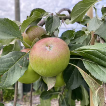 Close-up of green apples ripening on a tree branch, some blushed with red, surrounded by lush green leaves. The orchard setting suggests a bountiful harvest.
