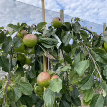 Lush apple tree branch laden with ripening green and red apples. Leaves are vibrant green, supported by a bamboo stake, with netting visible in the background.