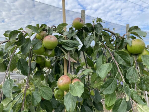 <i>Malus domestica</i> 'Wandin Glory' - Image 3