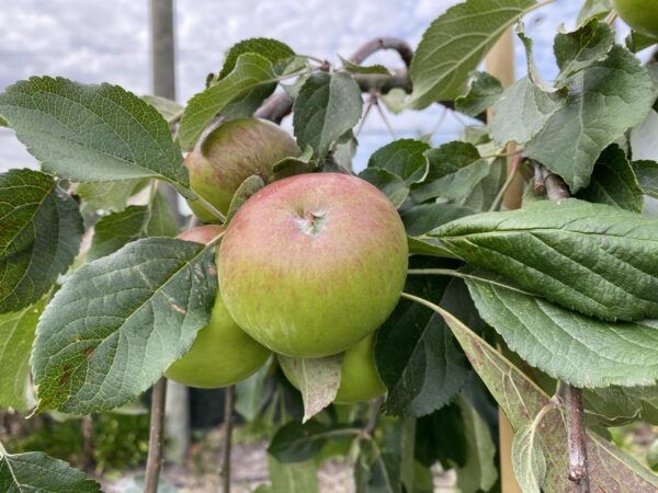 <i>Malus domestica</i> 'Wandin Glory' - Image 5