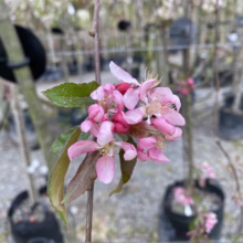 Malus 'Echtermeyer' (Crabapple)