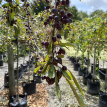 Malus 'Echtermeyer' (Crabapple) fruit.