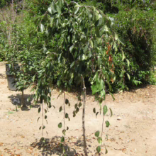 Malus 'Echtermeyer' (Crabapple) small tree.