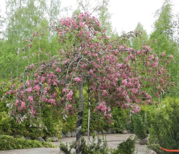 <i>Malus</i> 'Echtermeyer'