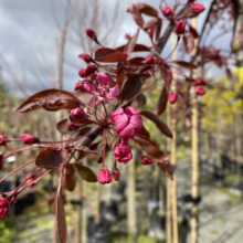 Close-up of a flowering crabapple tree branch with deep pink blossoms and bronze-colored leaves against a blurred background of trees and a cloudy sky.