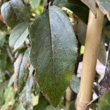 Malus 'Flamingo' (Crabapple) leaf.