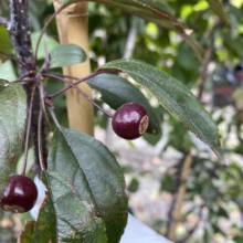 Malus 'Flamingo' (Crabapple) fruit.