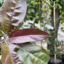 Close-up of vibrant red and green leaves, showcasing textured foliage. The leaves display a deep, rich color variation, catching the light in an outdoor setting.