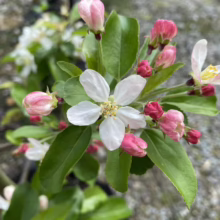Malus 'Gorgeous' (Crabapple) flower.