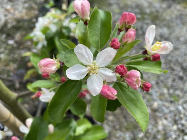 <i>Malus</i> 'Gorgeous' - Image 2