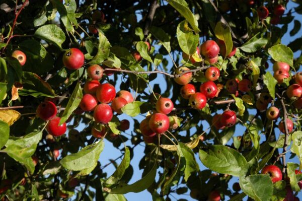 <i>Malus</i> 'Gorgeous'