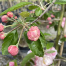 Malus ioensis 'Plena' (Prairie Crabapple) buds.