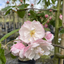 Malus ioensis 'Plena' (Prairie Crabapple) flowers.