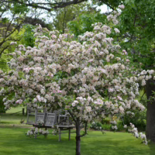 Malus ioensis 'Plena' (Prairie Crabapple) single tree.