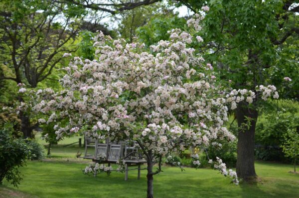 <i>Malus ioensis</i> 'Plena' - Image 4