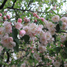 Malus ioensis 'Plena' (Prairie Crabapple) blossoms.