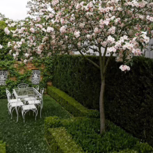 Malus ioensis 'Plena' (Prairie Crabapple) in a small garden.